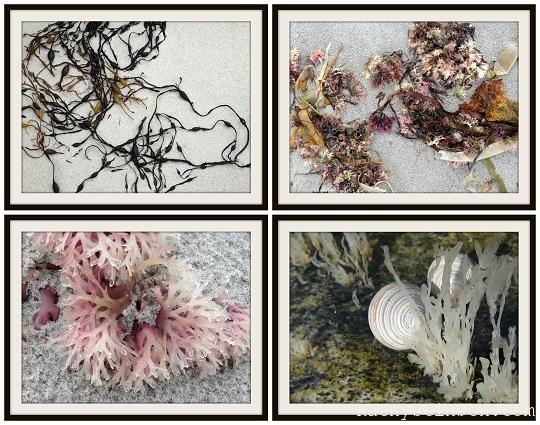 Seaweed collage