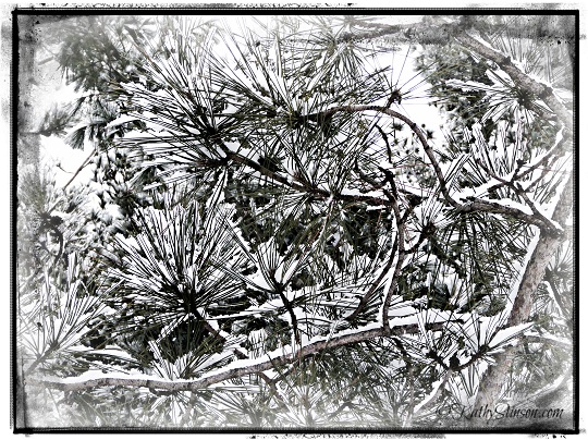Pine + Snow abstract