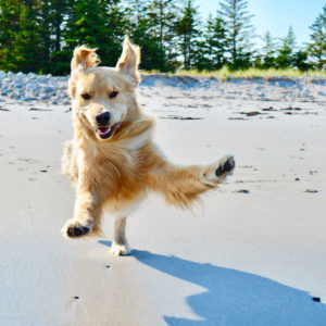 flying beach dog